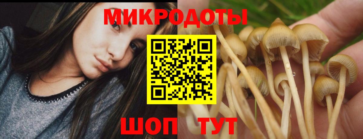 Сальск  Псилоцибиновые грибы Psilocybe  Вход с VPN 